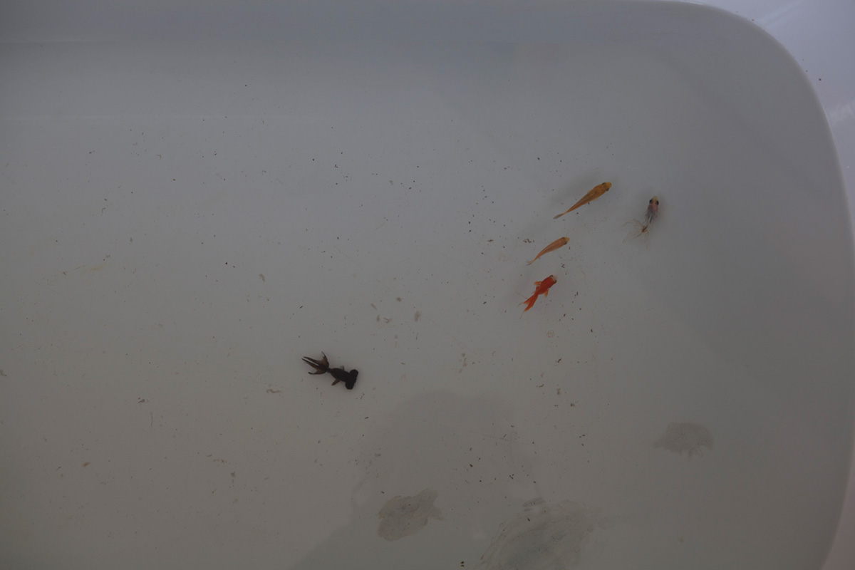 performance luba de alba mozas y luis utrillas