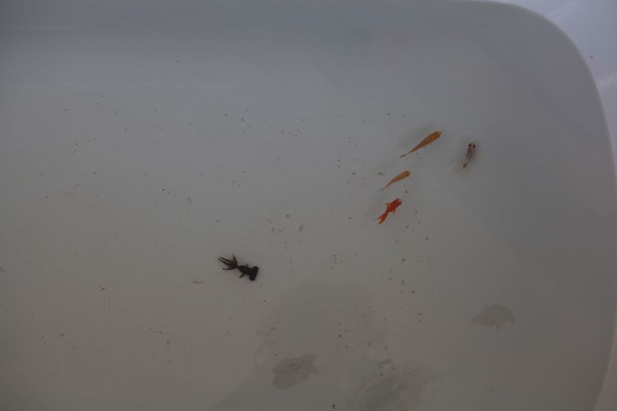 performance luba de alba mozas y luis utrillas